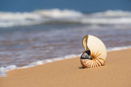 Sea shell on the sandy beach on tropical islandの写真素材