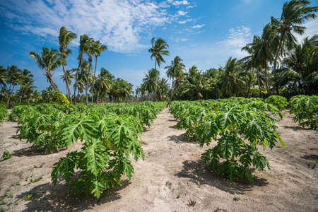 Papaya plantations.の写真素材