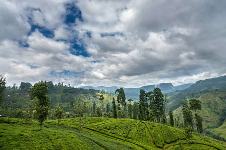 Tea Plantation in the mountain area in Nuwara Eliya, Sri Lankaの写真素材