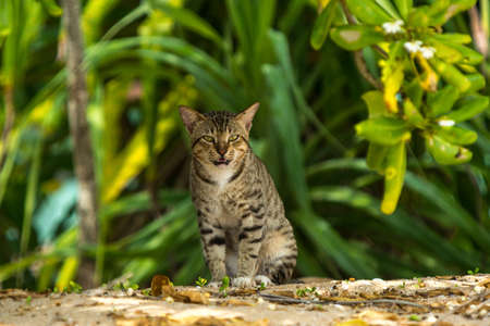 Grey big cat sitting and looking in open air in green background, animal close upの写真素材