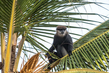 Purple-faced langur - monkey in natural habitats - Sri Lanka wildlifeの写真素材