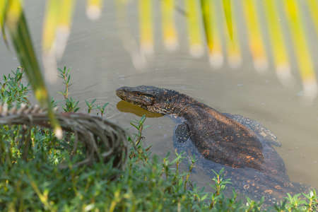 Large asian water varan in Sri Lanka