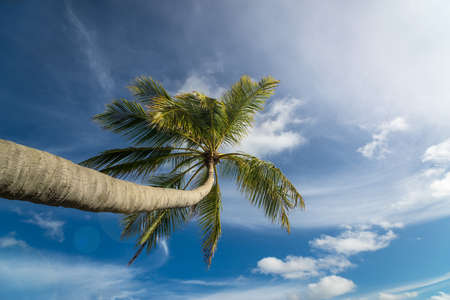 Palm tree on a tropical beachの写真素材