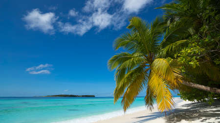 Palm tree on a tropical beachの写真素材