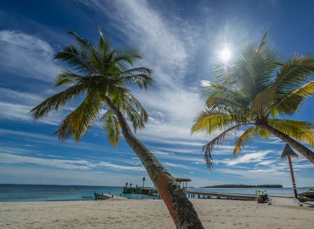 Palm tree on a tropical beach の写真素材