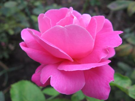 Rosesの写真素材