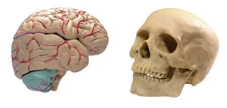 The human brain and the skull
