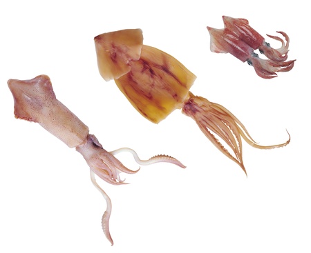 Squid isolated on white background
