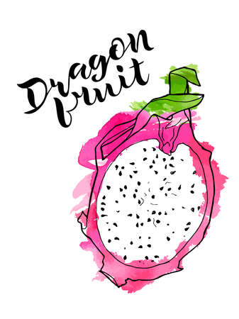 vector line illustration of dragon fruite half with watercolor abstract texture on white background and handwritten lettering. Isolated dragon fruit for label, menu, icon, banner.のイラスト素材