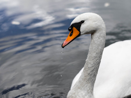 white swan