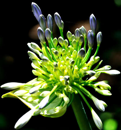 Flower Portrait Blue budsの写真素材