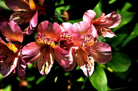 Flower Portrait Summerの写真素材