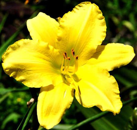 Yellow Flower Portraitの写真素材