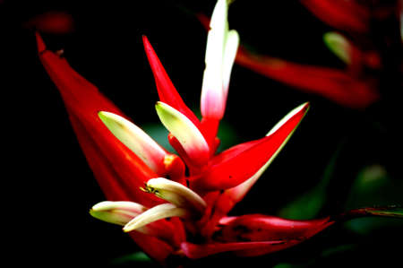 Flower Portrait Red and whitesの写真素材