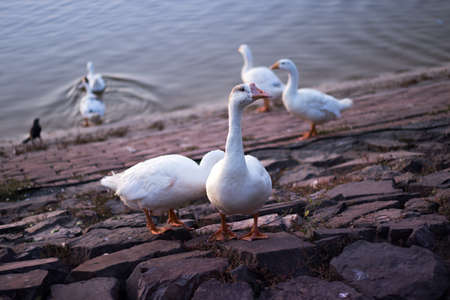 Ducks standing on the edge of the lake in the dawn