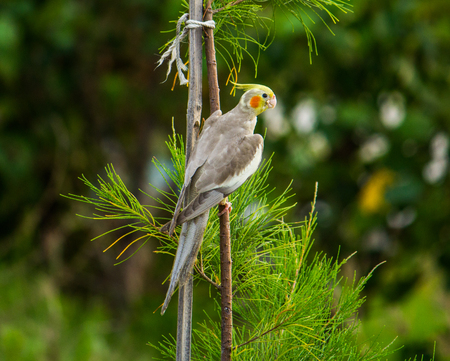 pet bird