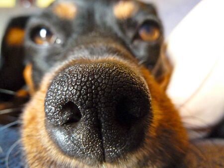 closeup of a dogs noseの写真素材