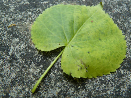 Fallen green leaf on a grey background