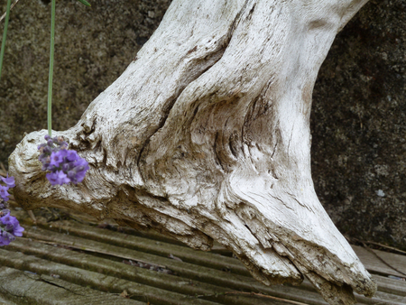 Piece of old worn drift woodの写真素材