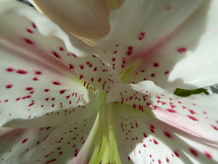 Beautiful white lily with red detailの写真素材