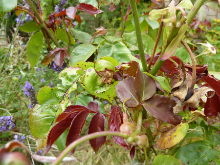 Dark red and green leaves in a gardenの写真素材