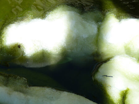 Bright white patches with slimy wet greenの写真素材