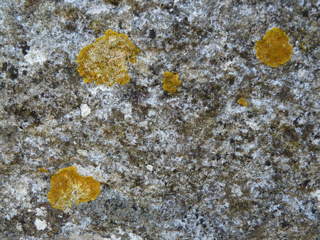 Bright yellow moss patches on a stone wallの写真素材