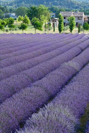 Lavender field in Provenceの写真素材