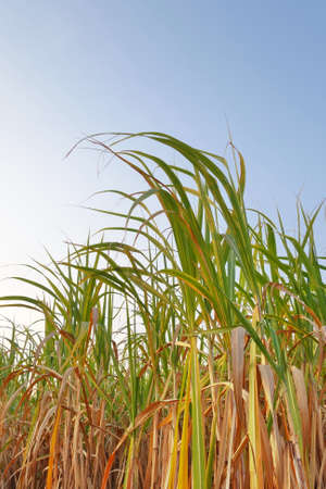 A sugar cane field. Sugar plantation.の写真素材