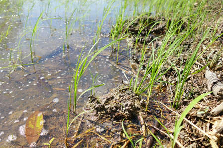 rice sprout in fieldの写真素材