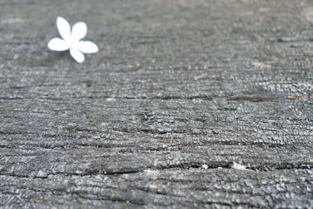 white flower on woodの写真素材