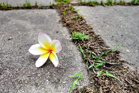 frangipani flowers on pathの写真素材