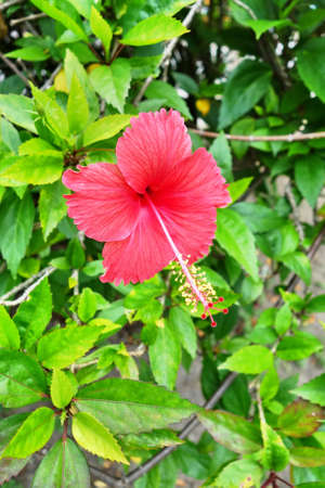 Red Hibiscus Flower