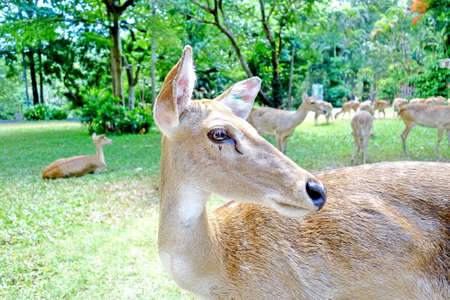 Deer in Zooの写真素材