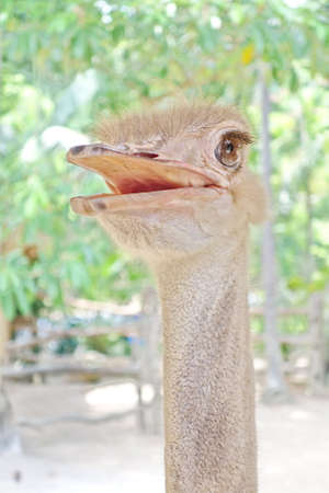 ostrichの写真素材