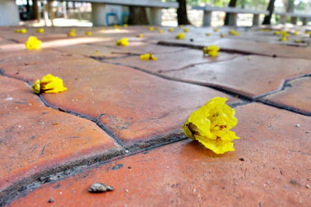 yellow flowers on brick pathの写真素材