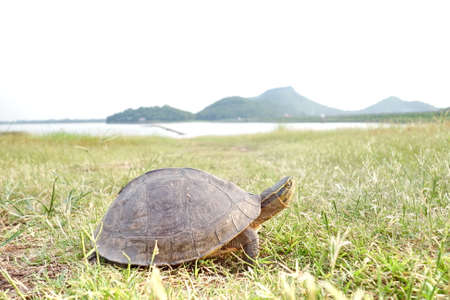 Turtle on grass by the lake.の写真素材