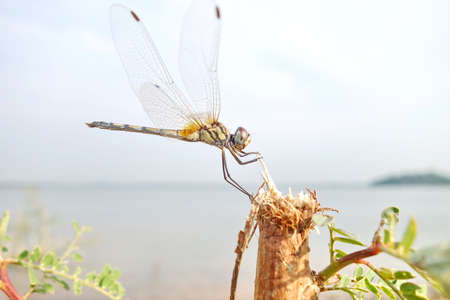 dragonfly on a twig with the lake in the background.
