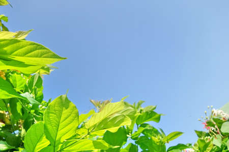 Green leaves against blue sky.の写真素材