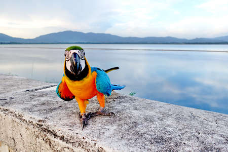 Macaw Parrot