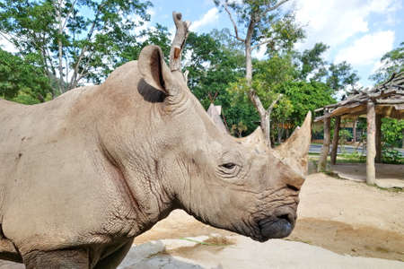 white rhinoceros in a zooの写真素材