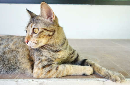 Thai catの写真素材