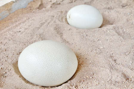 Ostrich eggsの写真素材