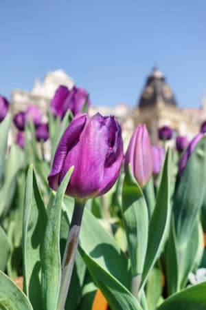 Purple Tulip stems outdoor.の写真素材