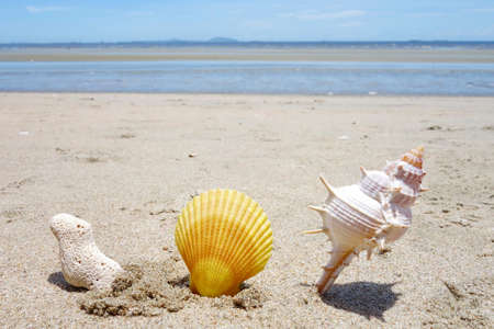 Shell on the beach