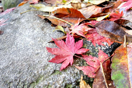 Maple Leaf In Autumnの写真素材