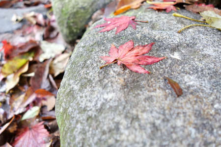 Maple Leaf In Autumnの写真素材