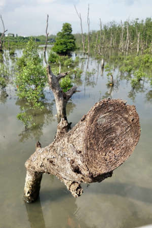 mangrove forestの写真素材