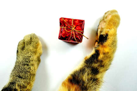 cat paw with red gift box