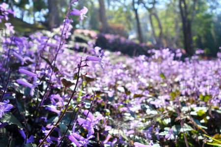 Vibrant purple wild flowers in sun light.の写真素材